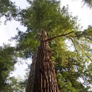 Sequoia coast red wood Seedling