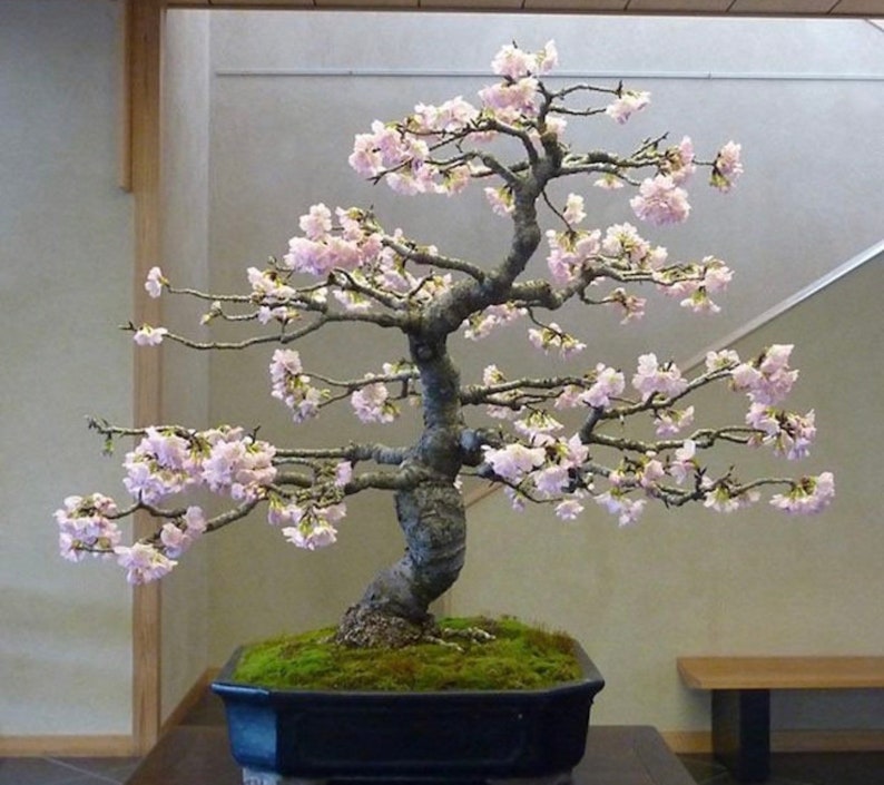 Yoshino cherry bonsai starter kit live tree seedling 7 to 13 | Etsy