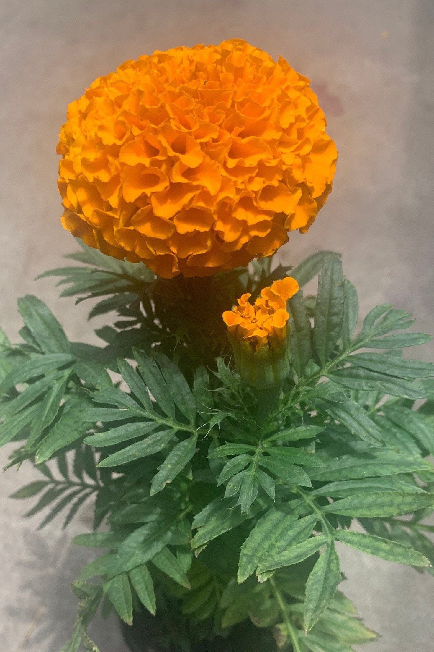 1 Tagetes, African Marigold, Aztec Marigold, Mexican Marigold LIVE PLANT