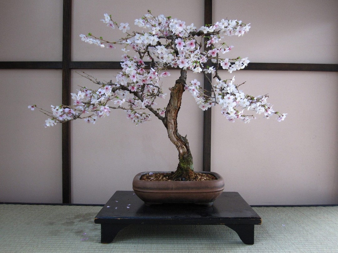 Yoshino Cherry Live Tree Seedling to 13 Inches From Now Until