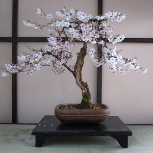 May include: A bonsai tree with delicate pink blossoms in a brown ceramic pot on a black wooden stand. The tree is in full bloom and the flowers are a beautiful contrast to the dark wood.
