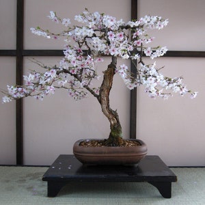 yoshino cherry live tree seedling 7 to 13 inches