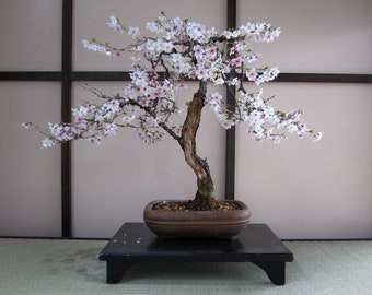 yoshino cherry live tree seedling 7 to 13 inches From now until spring the plants are in the dormant season.