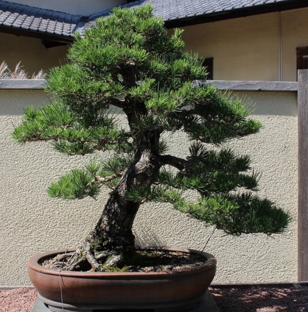 Japanese Black Pine Kit (live Tree Seedling 5 to 10 Inches) - Etsy