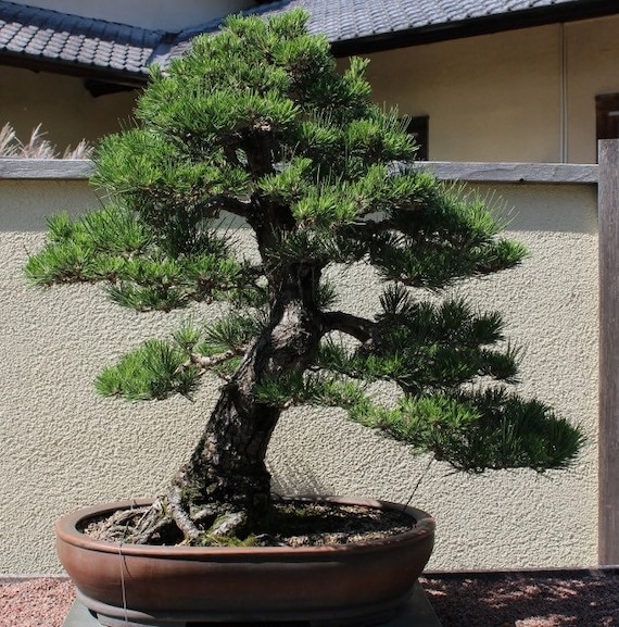 Japanese Black Pine Kit live Tree Seedling 5 to 10 Inches Etsy