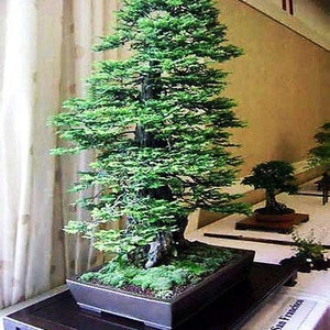 Giant Sequoia Bonsai Starter image 5