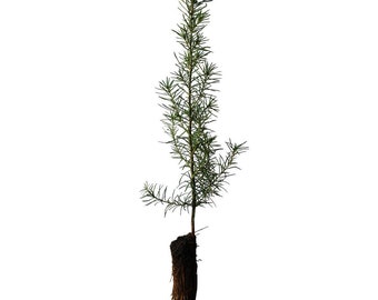 Douglas fir Seedling