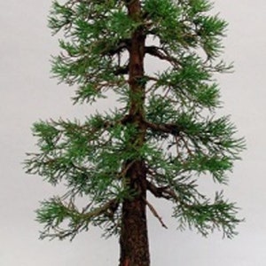 Giant Sequoia Bonsai Starter image 4