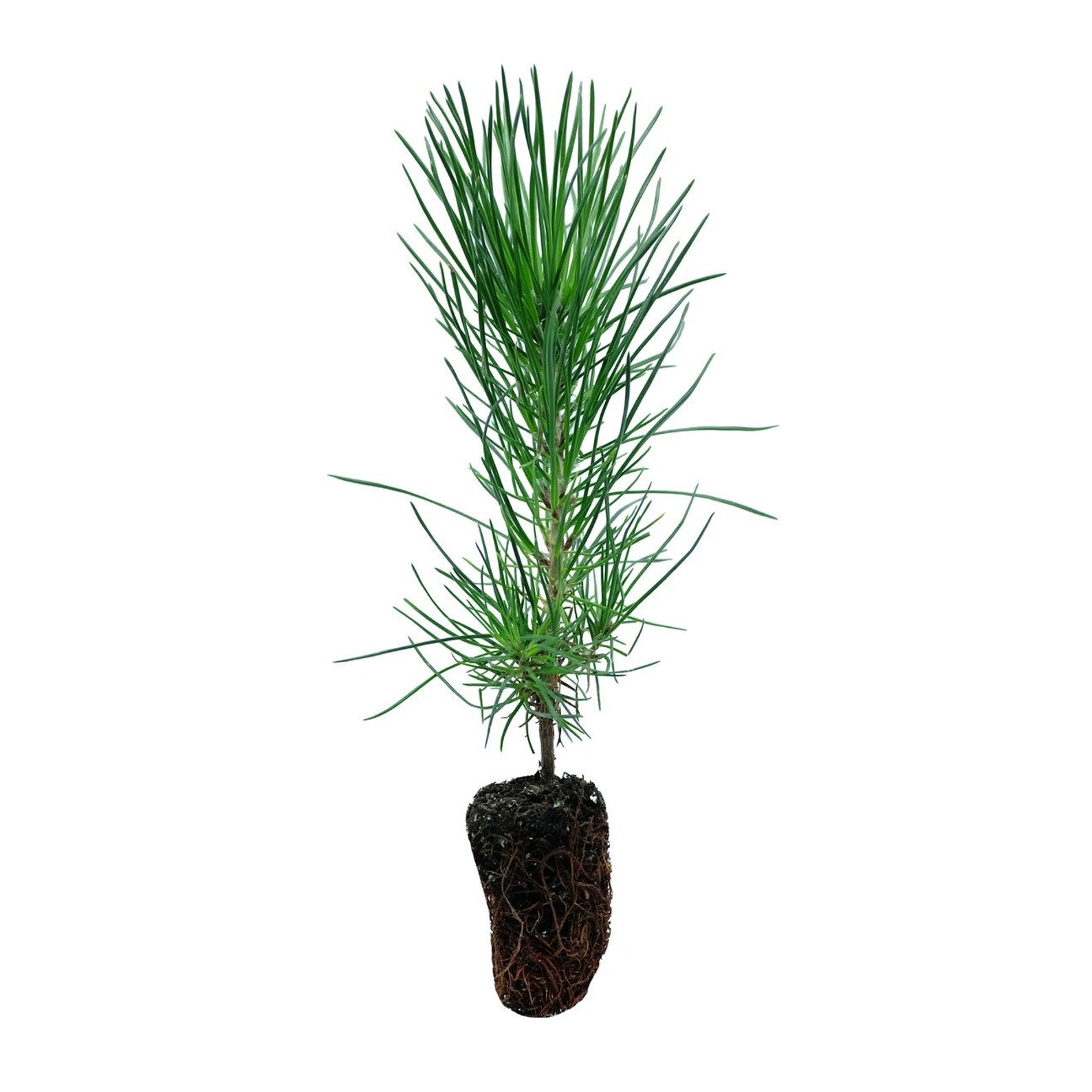 Japanese Black Pine Kit live Tree Seedling 5 to 10 Inches Etsy