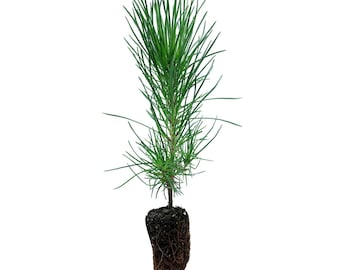 May include: A small pine tree seedling with green needles and a root ball wrapped in burlap.