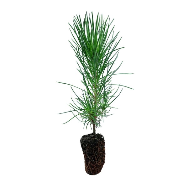 Japanese Black pine live tree seedling 5 to 10 inches