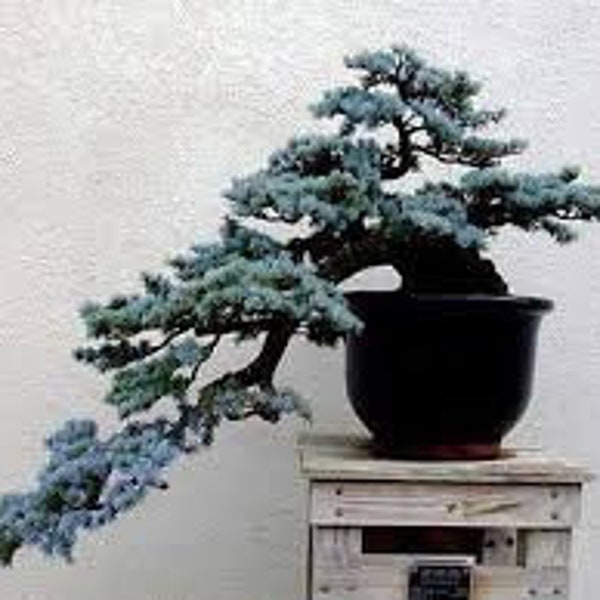 BLue SPrauce BOnsai STarter (Blue Colorado Sprauce seedling 9 to 15 inches )