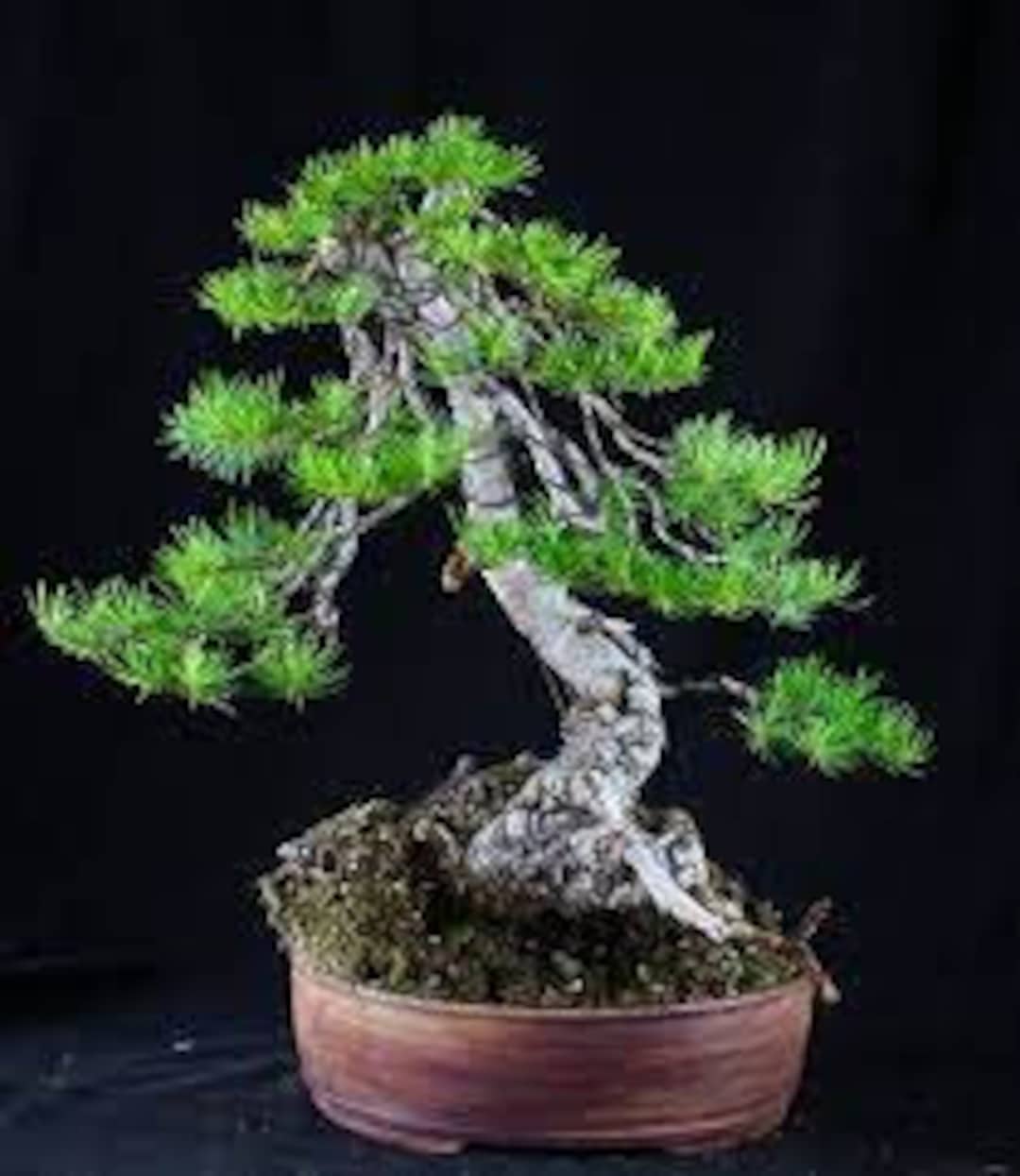 Douglas Fir Bonsai Starter Kit Etsy