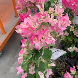 Pink and white Bougainvillea “ImperiaL Thai ” 1 gallon pot (23 to 36 inches)