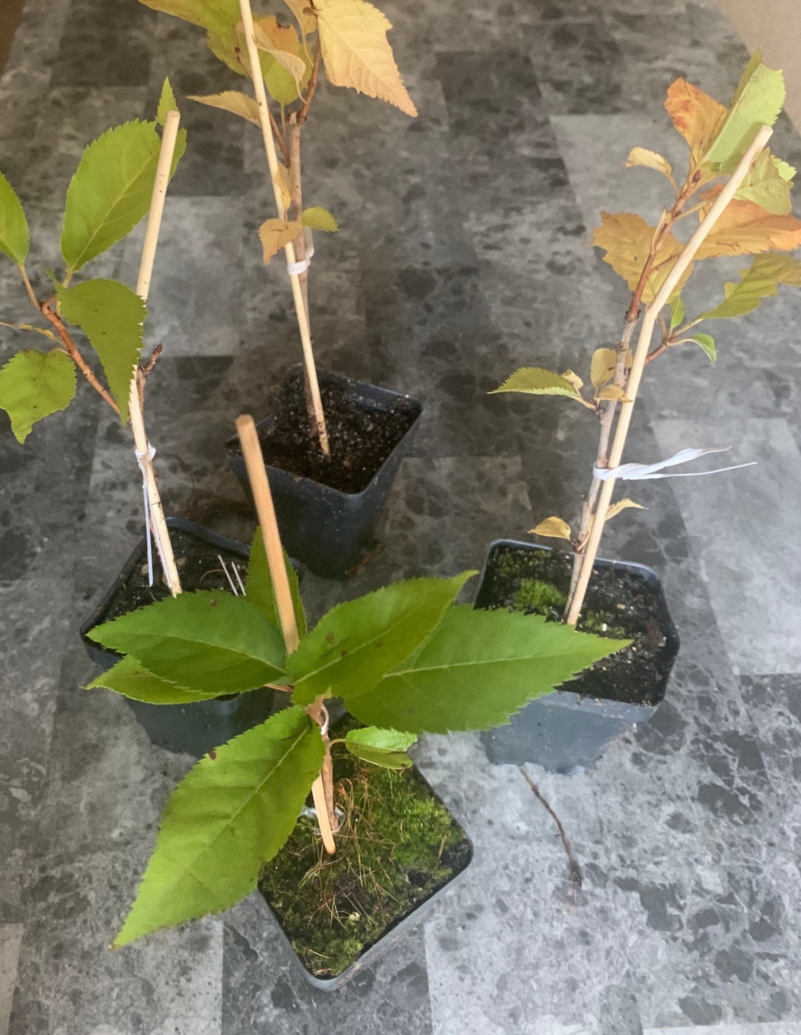 Kwanzan cherry bonsai starter kit live tree seedling 7 to 13 Etsy