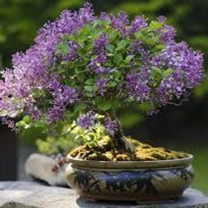 Purple Liliac bonsai starter (live tree seedling 9 to 11 inches)