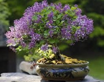 Purple Liliac bonsai starter (live tree seedling 9 to 11 inches)