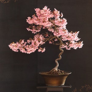 Okame cherry live tree seedling 7 to 13 inches