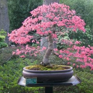Kwanzan cherry bonsai starter kit (live tree seedling 7 to 13 inches) From now until spring the plants are in the dormant season.