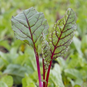 May include: A close-up of a red beet plant with two large, green leaves with red veins. The plant is growing in a black pot with brown mulch.