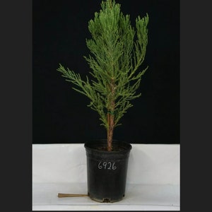 May include: A small green conifer tree in a black pot with the number 6926 written on the side.