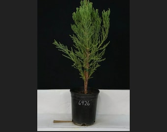 Giant Sequoia live tree seedling 3 to 5 inches