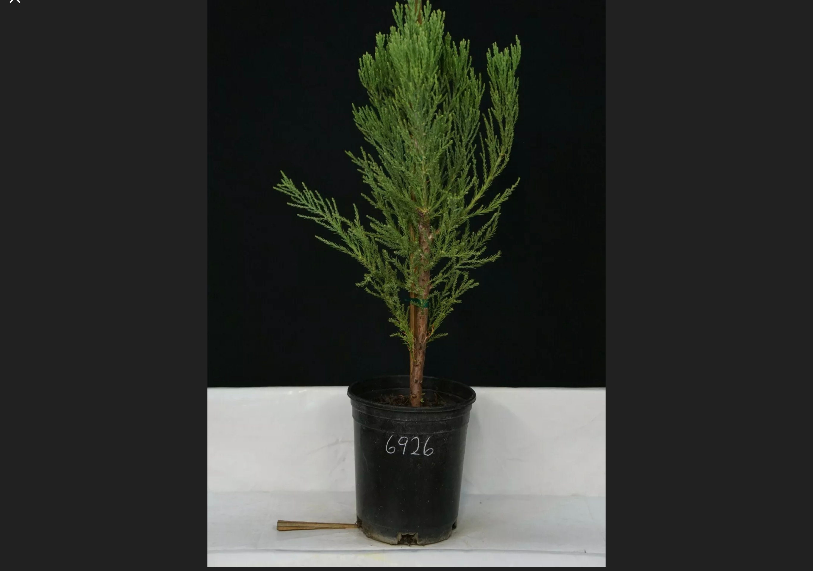 Giant Sequoia live tree seedling 3 to 5 inches