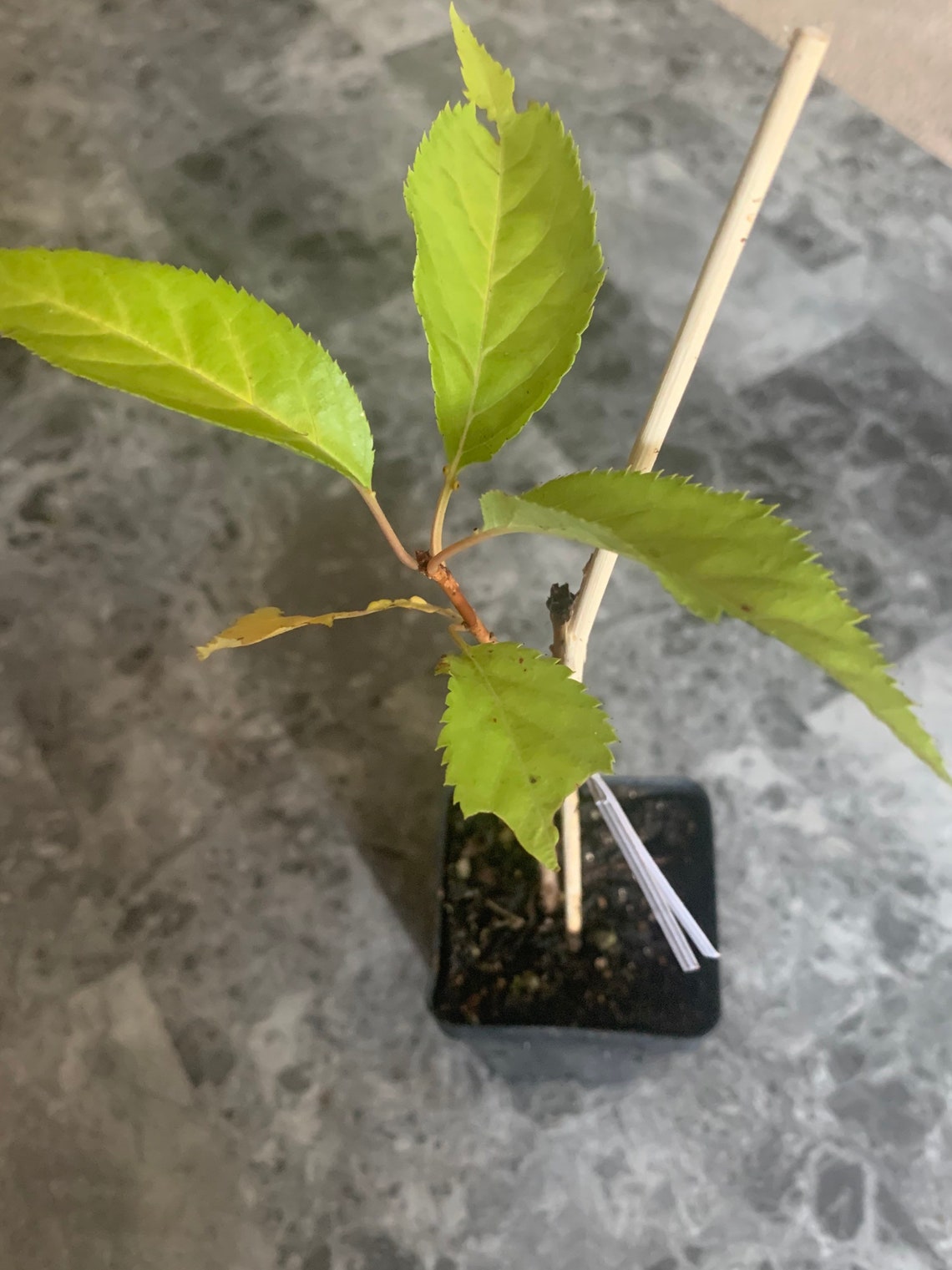 Yoshino Cherry Bonsai Starter Kit live Tree Seedling 7 to 13 Etsy