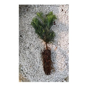 Noble Fir (Abies procera) seedling 5 to 10 inches