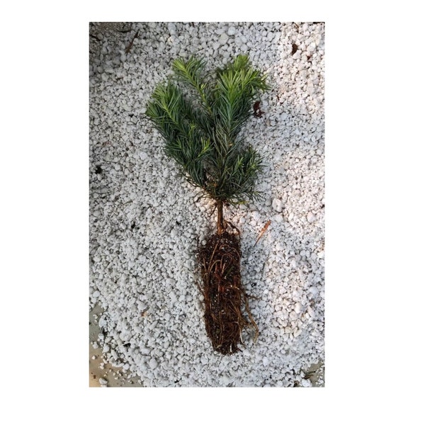 Noble Fir (Abies procera) seedling 5 to 10 inches