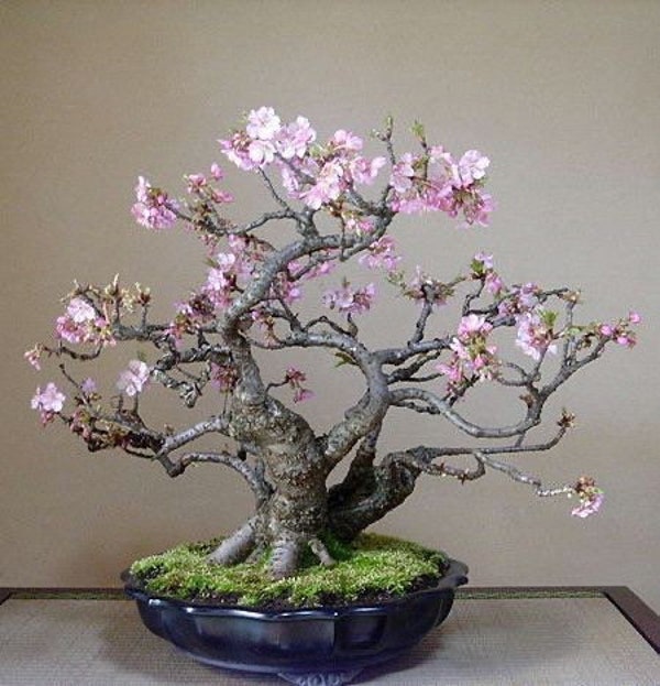 Bonsai Dwarf Weeping Willow Tree Cutting Excellent Bonsai Etsy