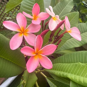 May include: Close-up of pink plumeria flowers with yellow centers, surrounded by large green leaves. The flowers have five petals and are in full bloom, showcasing their vibrant colors and delicate structure. The image captures the natural beauty of the tropical plant.