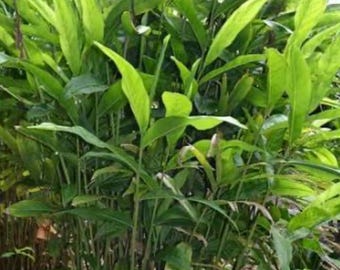 Edible Ginger Plant Live Zingiber officinale Culinary Ginger Root Fresh Homegrown Herb Unique Foodie Gift