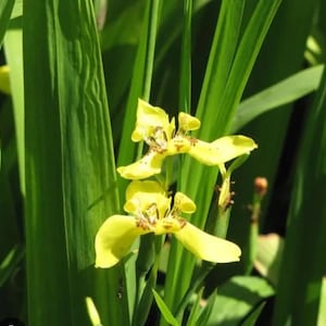 May include: Close-up of yellow iris flowers with brown markings, set against a backdrop of vibrant green leaves. The flowers have delicate petals and are in full bloom, showcasing their natural beauty.