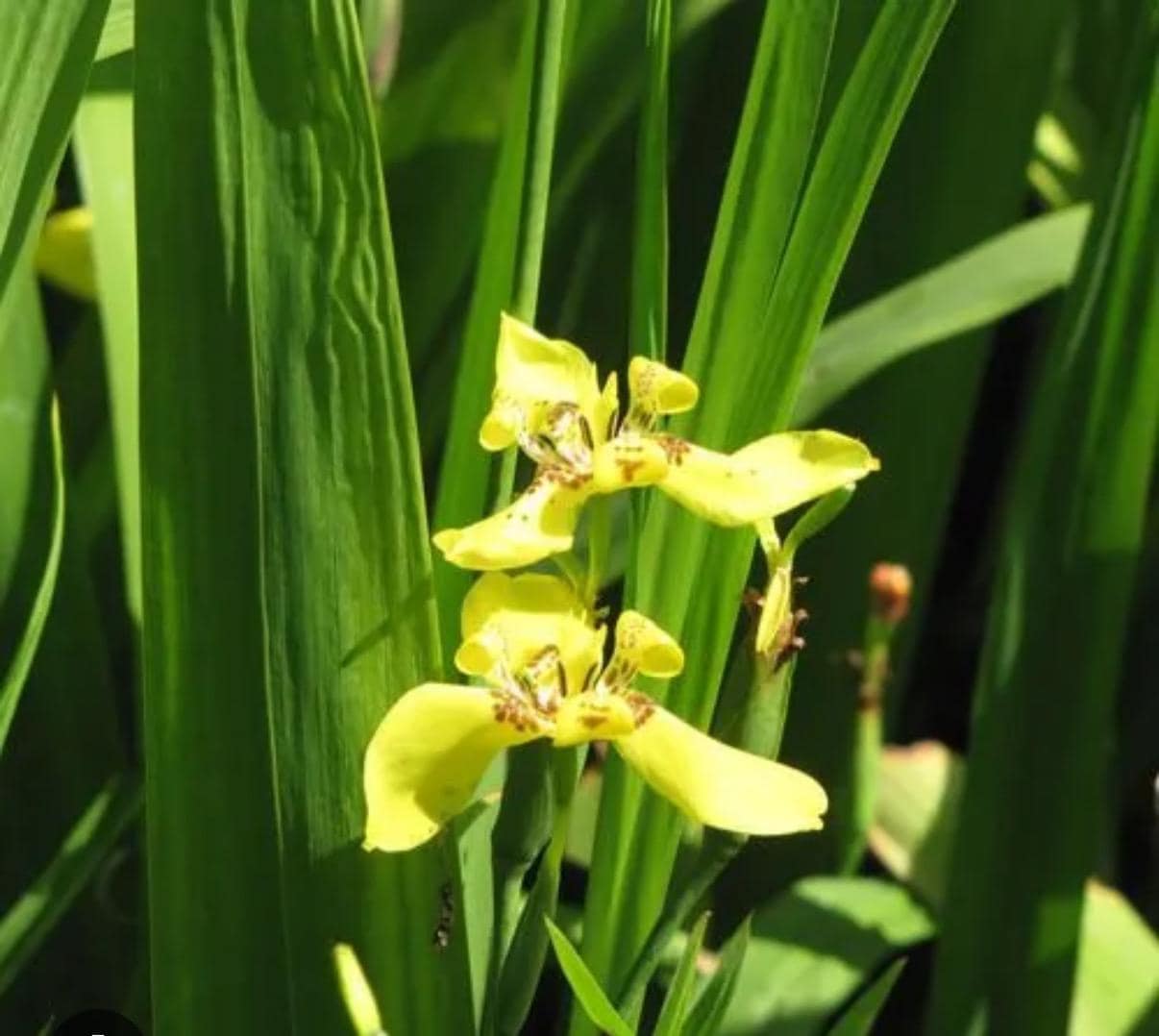 Purple/Yellow Walking Iris PLANT - Fragrant Perennial Garden Flower (3.5 inch container)