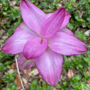 MANGO GINGER Curcuma amada Organic 1 Rhizome Easy To Grow For Garden or Container Reserve Your Order Now For Spring Shipping
