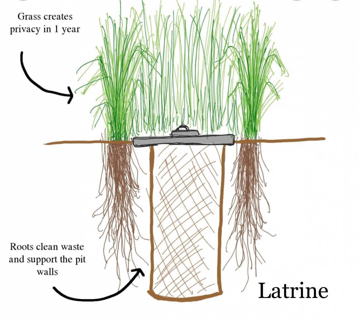 Vetiver Grass Live PLANT Erosion Control Fragrant Roots 3.5 Pot - Etsy