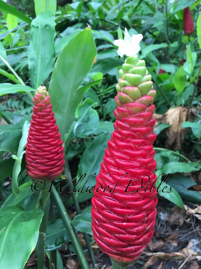 SHAMPOO GINGER AWAPUHI Zingiber zerumbet 2 Organic Rhizomes Etsy