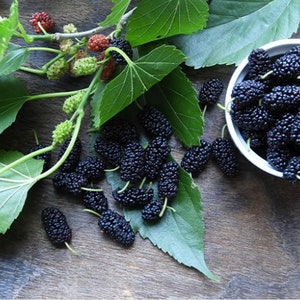 25 Fresh Organic Mulberry Leaves: For Eating
