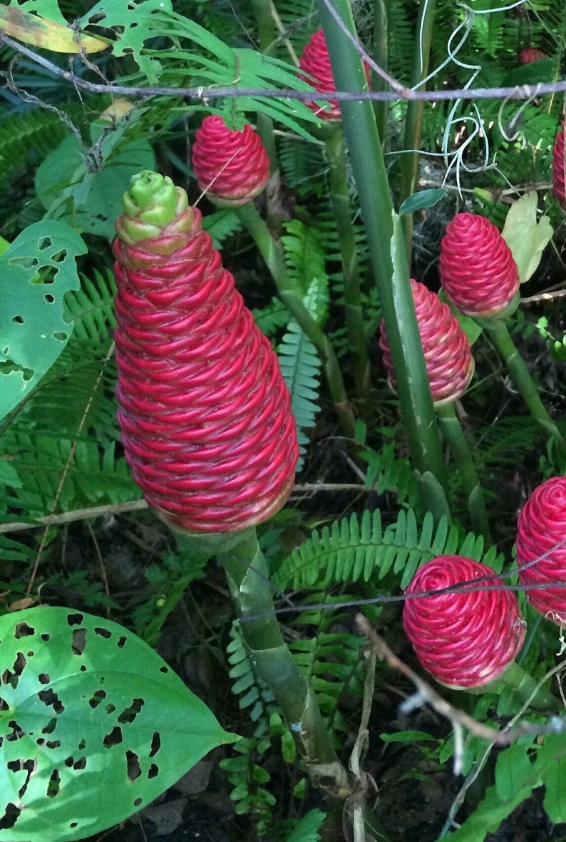 SHAMPOO GINGER AWAPUHI Zingiber Zerumbet Organic 2 Rhizomes Etsy