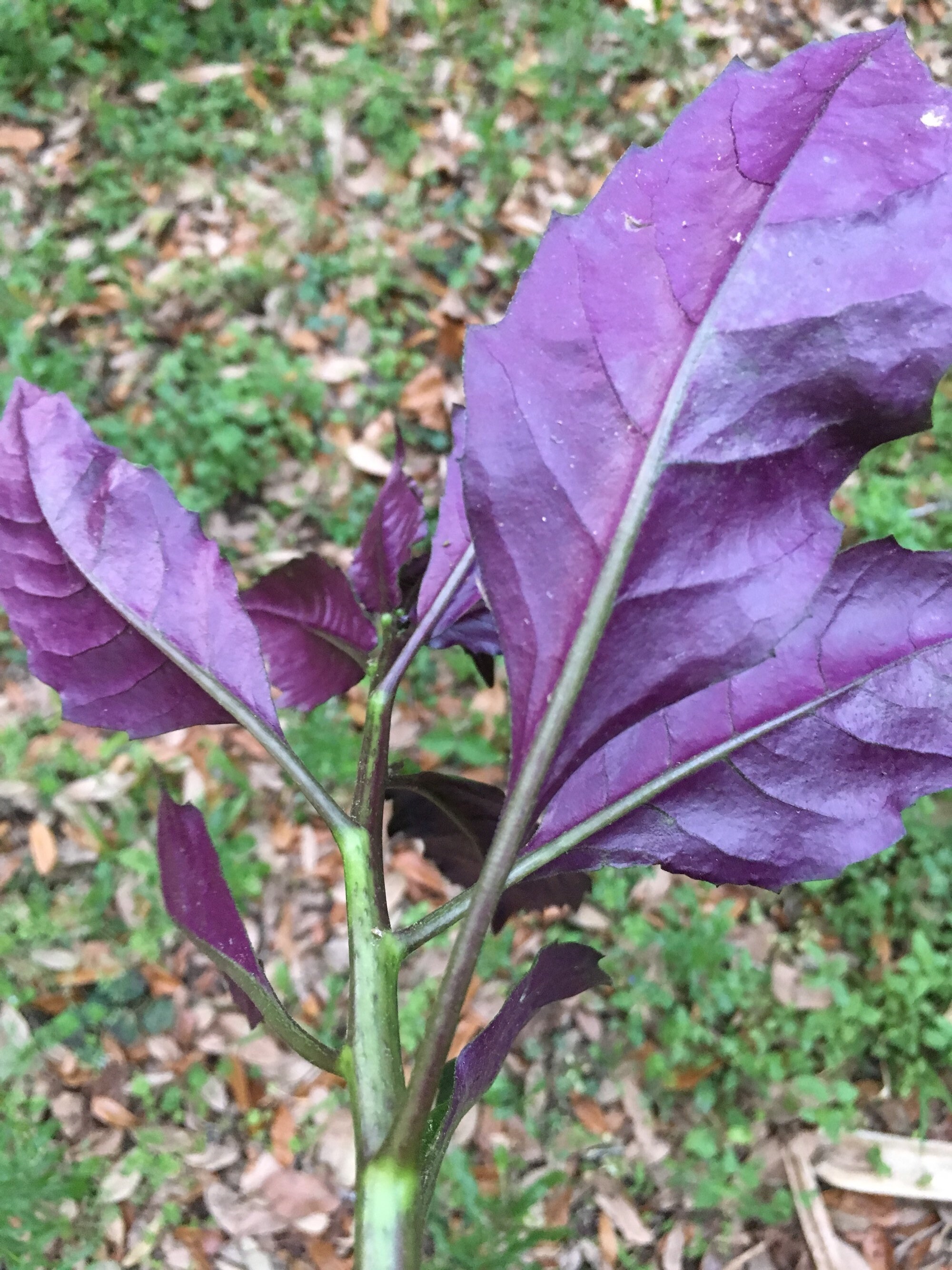 OKINAWA SPINACH Gynura Crepioides 3 Organic Cuttings Perennial Etsy UK