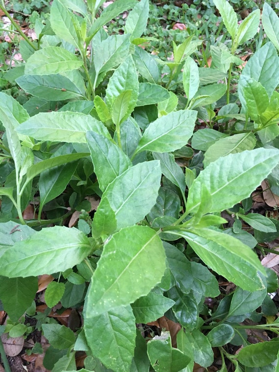 gynura plant benefits