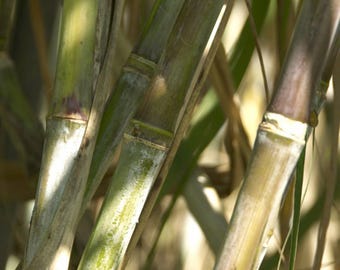 May include: Close-up of sugarcane stalks in various shades of green and brown. The stalks have segmented nodes and are partially covered in a white, powdery substance. The background features blurred green foliage.