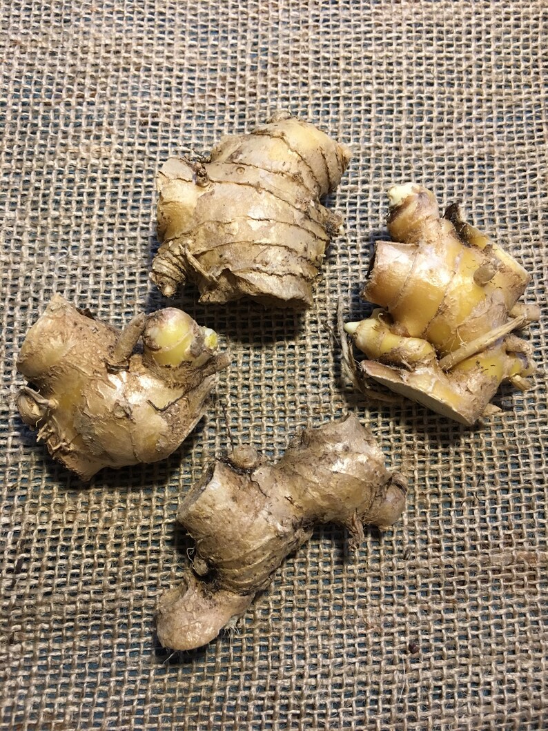 SHAMPOO GINGER AWAPUHI Zingiber zerumbet 2 Organic Rhizomes Etsy