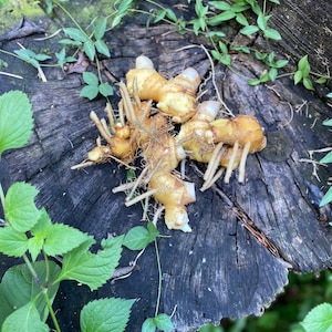 SHAMPOO GINGER AWAPUHI Zingiber zerumbet Organic Rhizomes Easy To Grow For Garden or Container Florida Grown image 2