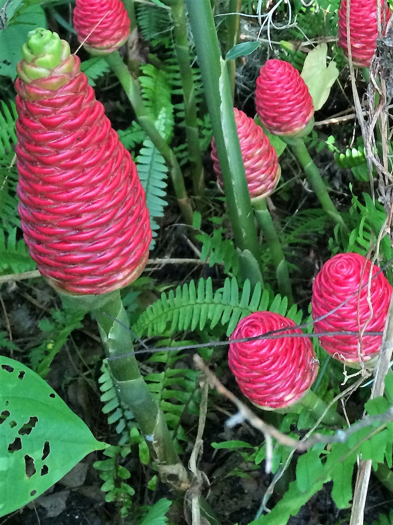 SHAMPOO GINGER AWAPUHI Zingiber zerumbet Organic Rhizomes Easy To Grow For Garden or Container Florida Grown image 6