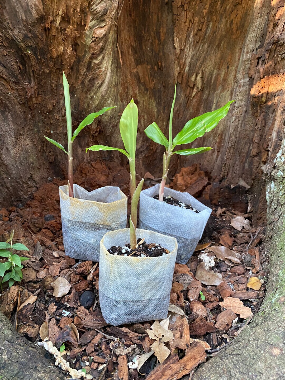 SHAMPOO GINGER PLANT Awapuhi Zingiber Zerumbet 1 Organic Plant Ready for Your Garden Easy to