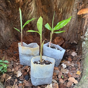 SHAMPOO GINGER PLANT Awapuhi Zingiber zerumbet 1 Organic Plant Ready For Your Garden Easy To Grow For Garden or Container Florida Grown