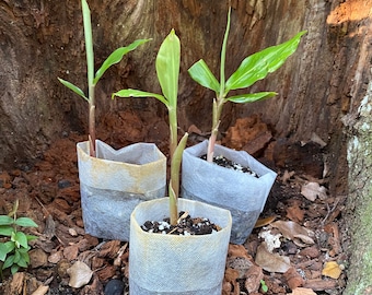 CHAMPÚ PLANTA DE JENGIBRE Awapuhi Zingiber zerumbet 1 Planta orgánica lista para su jardín Fácil de cultivar para jardín o contenedor cultivado en Florida