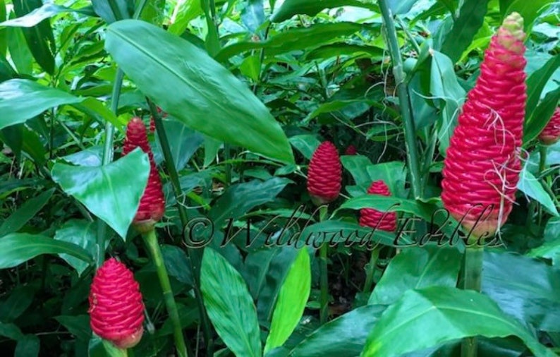 SHAMPOO GINGER AWAPUHI Zingiber zerumbet Organic Rhizomes Easy To Grow For Garden or Container Florida Grown